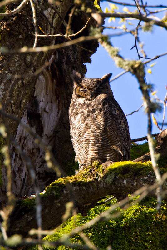 Great Horned Owl